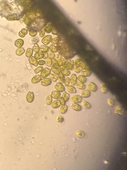 Tetraselmis