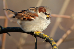 Passer domesticus