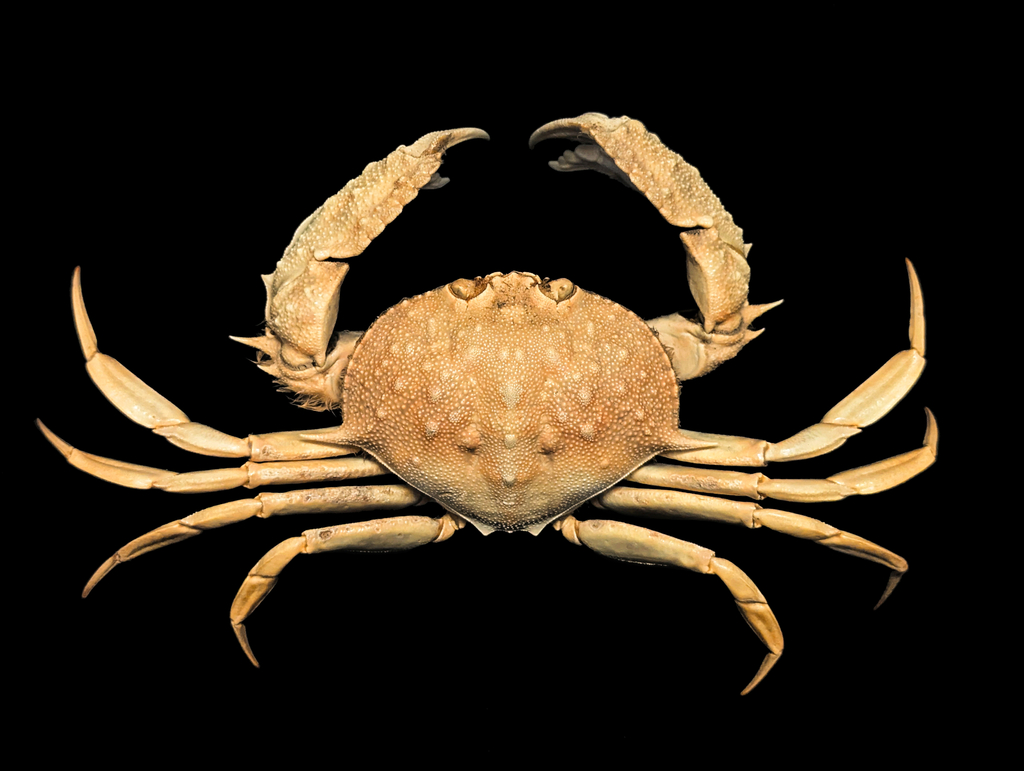 Mursia danigoi