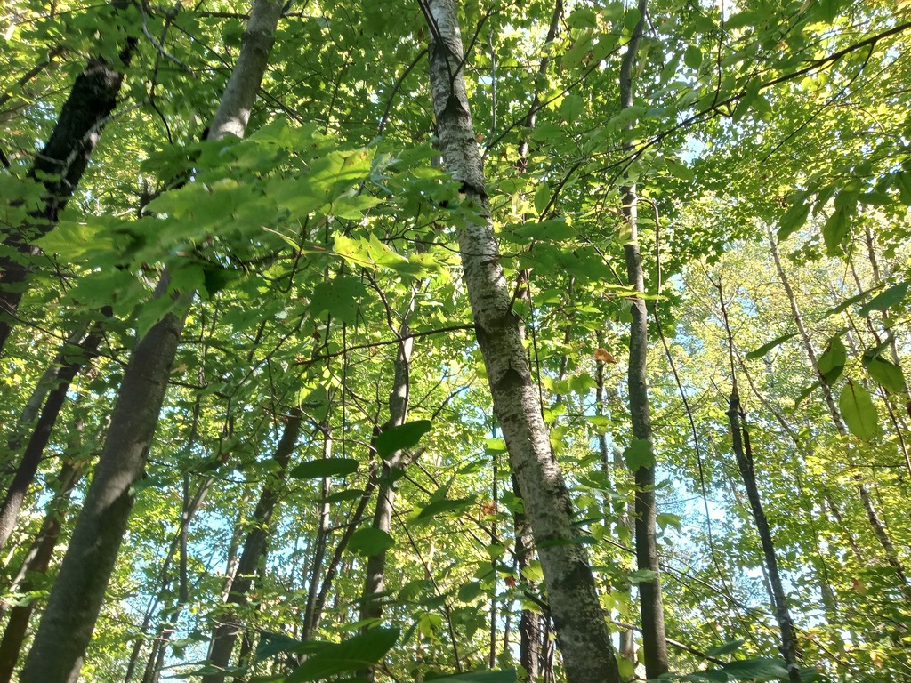 Observation from Ivindo National Park