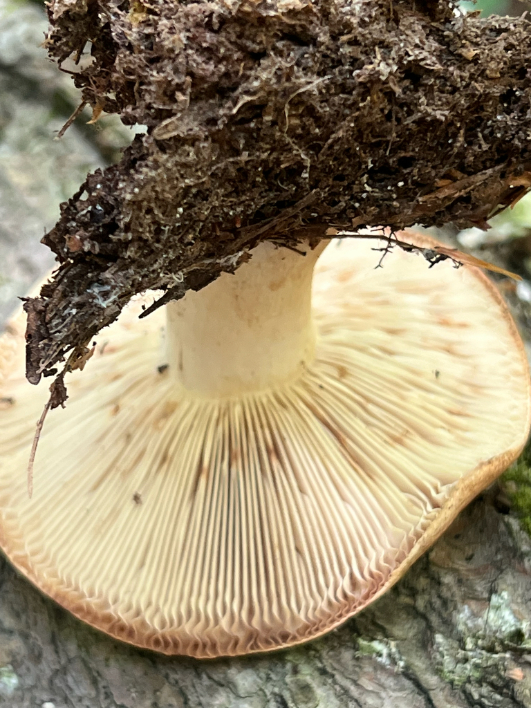 Milkcaps, Brittlegills and Allies