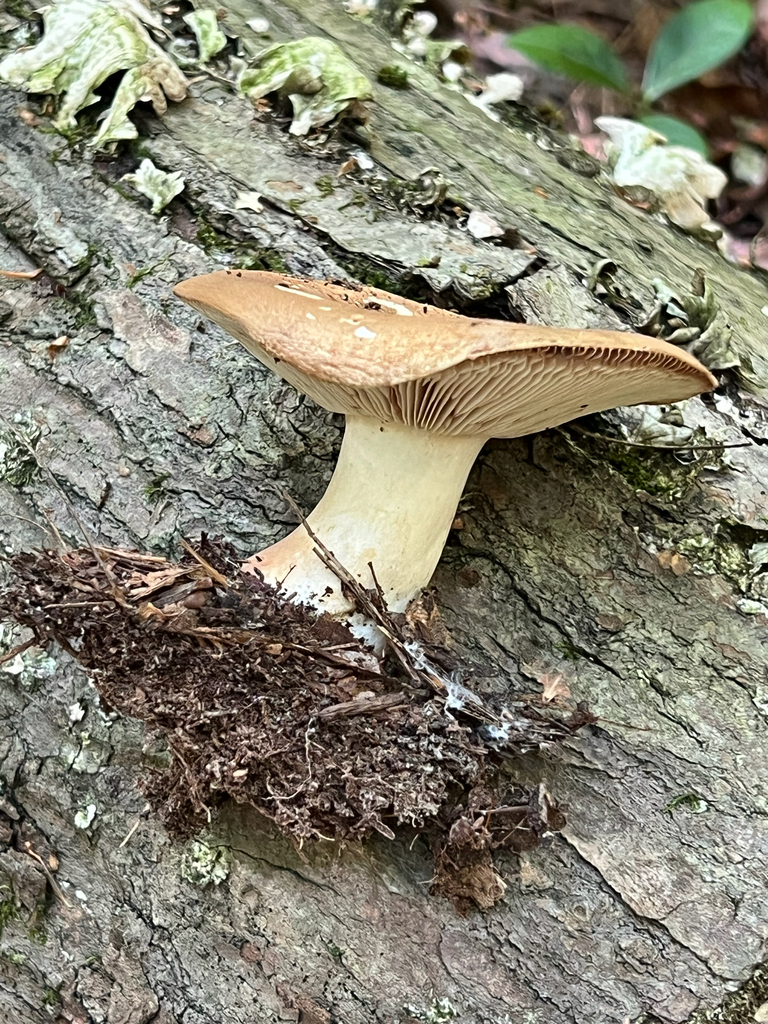 Milkcaps, Brittlegills and Allies