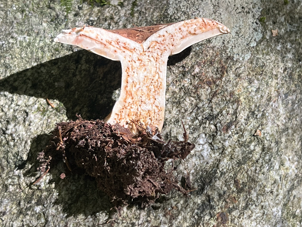 Milkcaps, Brittlegills and Allies