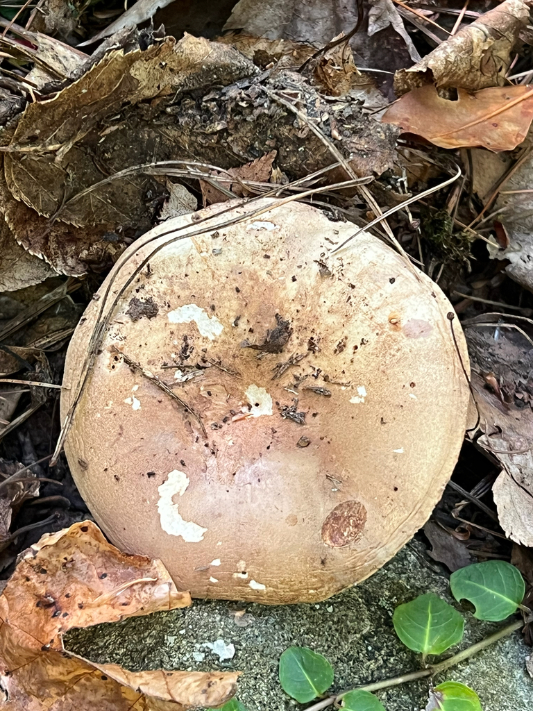 Milkcaps, Brittlegills and Allies