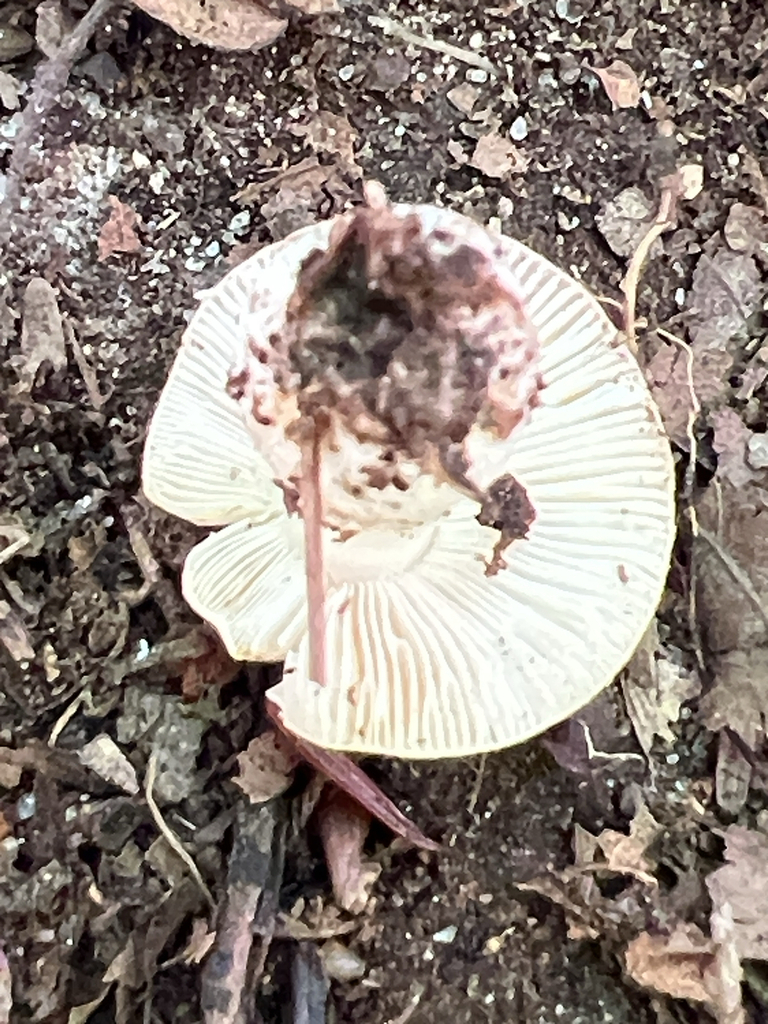 brittlegills