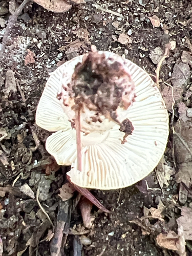 brittlegills