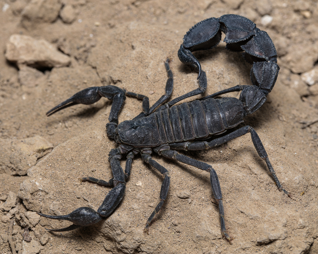 Iranian Fat-tailed Scorpion (Androctonus crassicauda) · iNaturalist
