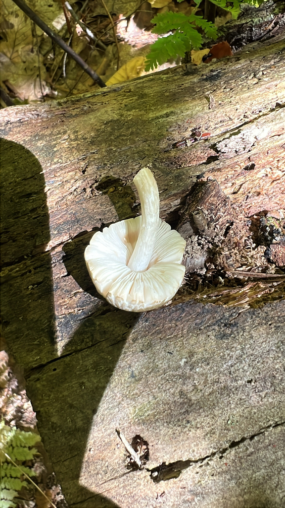 Common Gilled Mushrooms and Allies