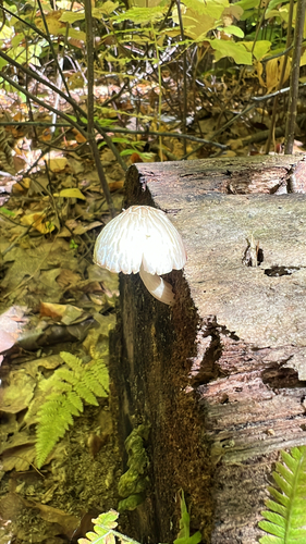 Common Gilled Mushrooms and Allies
