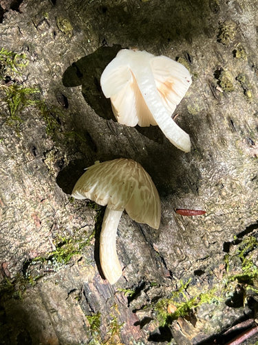 Common Gilled Mushrooms and Allies