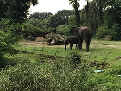 Elephantidae