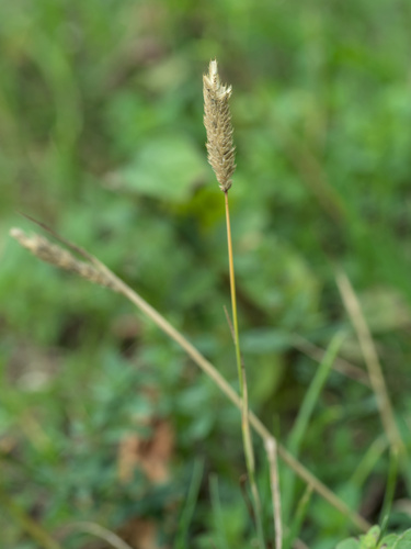 Phleum bertolonii, photograph 6