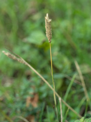 Phleum bertolonii, photograph (c) Daniel Cahen, some rights reserved (CC BY)