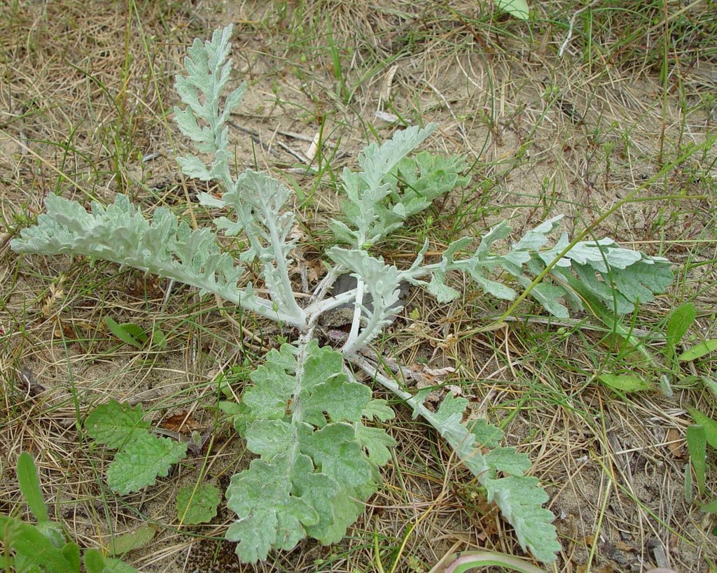 Common × Silver Ragwort