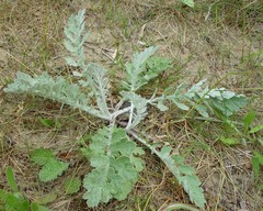 Jacobaea × albescens