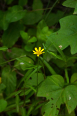 Acmella decumbens