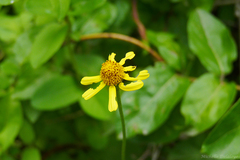 Acmella decumbens