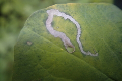 Aulagromyza hendeliana