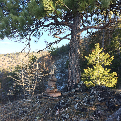 iNaturalist observation 2016-11-27