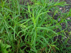 Senecio inaequidens