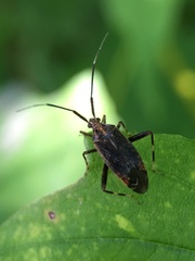 Taedia