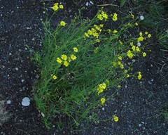 Senecio inaequidens