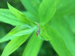 Callibaetis ferrugineus ferrugineus
