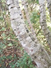 Piptadenia retusa