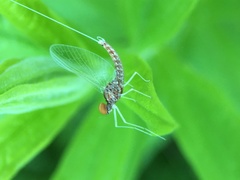 Callibaetis ferrugineus ferrugineus