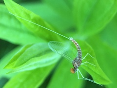 Callibaetis ferrugineus ferrugineus