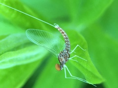 Callibaetis ferrugineus ferrugineus