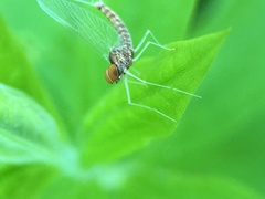 Callibaetis ferrugineus ferrugineus