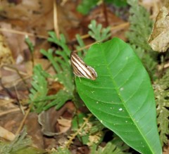 Pareuptychia hesionides