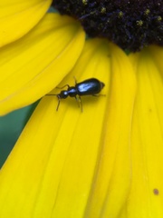 Attalus terminalis