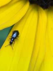 Attalus terminalis