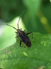 Taedia