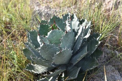 Agave guadalajarana