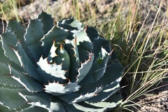 Agave guadalajarana