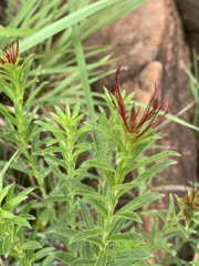 Acalypha glandulifolia