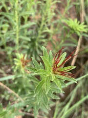 Acalypha glandulifolia