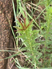 Acalypha glandulifolia