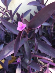 Tradescantia pallida
