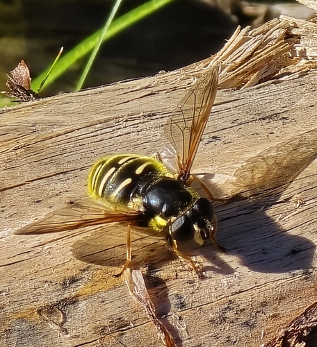 Unknown species found near McCall, ID 83638, USA