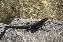 Sceloporus dugesii