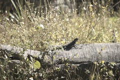 Sceloporus dugesii