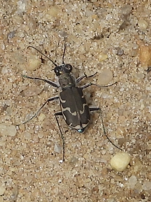 Observation from Hyrcanian Forests
