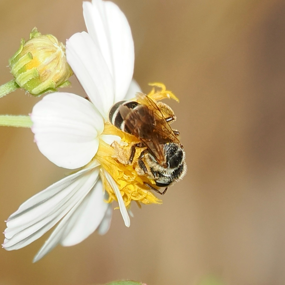 Observation from Hyrcanian Forests