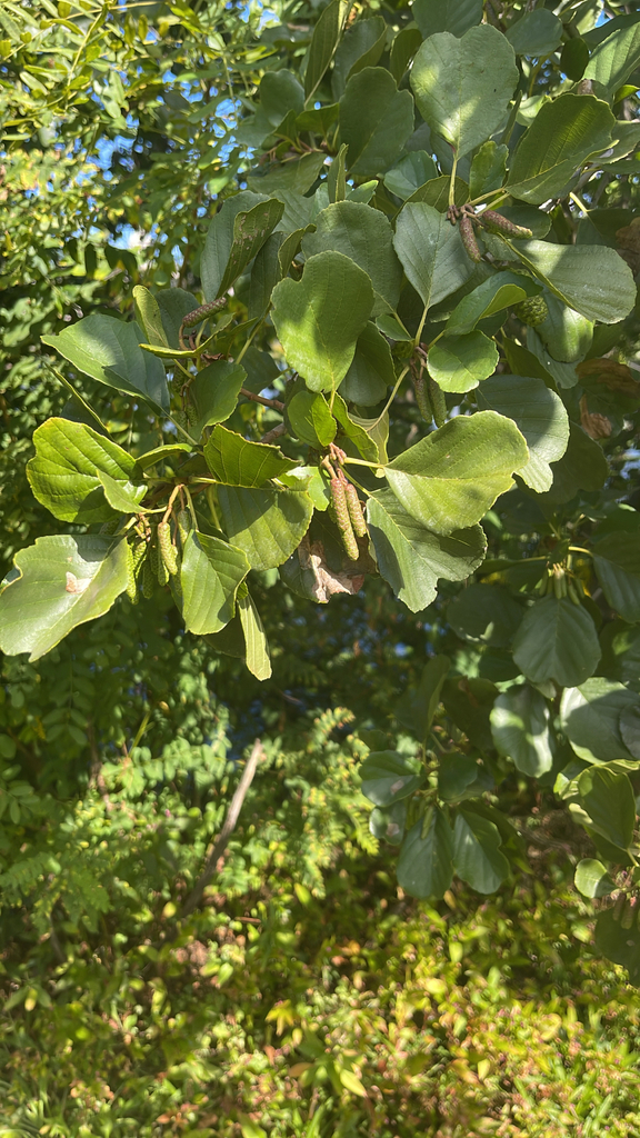 Observation from Hyrcanian Forests