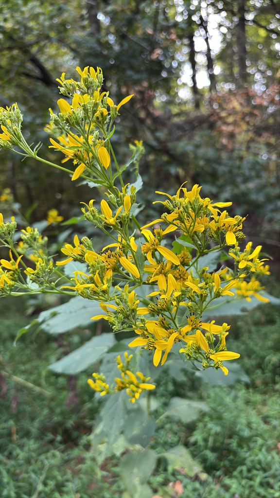 Observation from Hyrcanian Forests