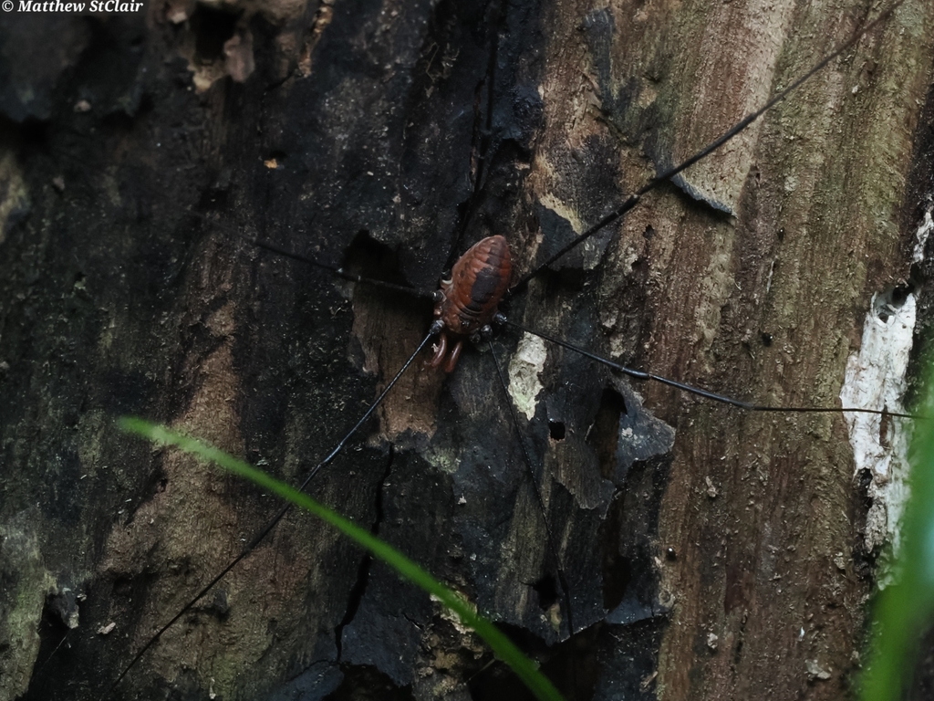 Observation from Hyrcanian Forests